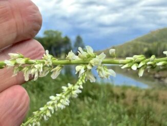 White sweetclover on Upper Goldwater Lake. After a deluge on the drive in, through Dewey-Humboldt, I was unsure about hiking, but it turned into a beautiful day.