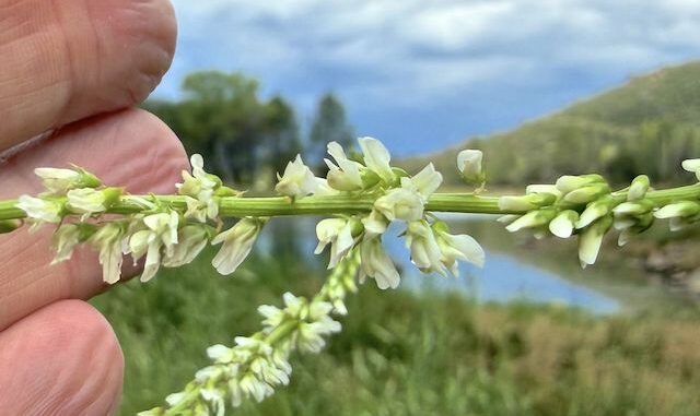 White sweetclover on Upper Goldwater Lake. After a deluge on the drive in, through Dewey-Humboldt, I was unsure about hiking, but it turned into a beautiful day.