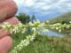 White sweetclover on Upper Goldwater Lake. After a deluge on the drive in, through Dewey-Humboldt, I was unsure about hiking, but it turned into a beautiful day.