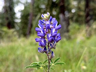 I found silver lupine (Lupinus argenteus) along FR 231, and on the lower reaches of Sliker Hill.