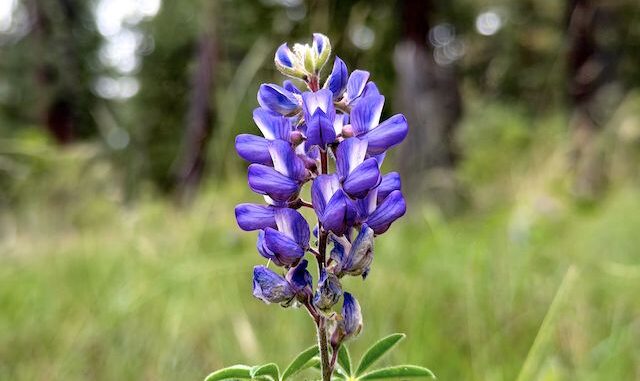 I found silver lupine (Lupinus argenteus) along FR 231, and on the lower reaches of Sliker Hill.