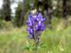 I found silver lupine (Lupinus argenteus) along FR 231, and on the lower reaches of Sliker Hill.