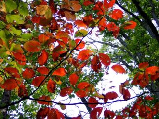 I was hoping for more fall color, but my A.T. hike was a week early. This tree is a Black Gum (Nyssa sylvatica), aka black tupelo, or sour gum. Photo taken with my new OM System Tough TG-7 pocket camera.