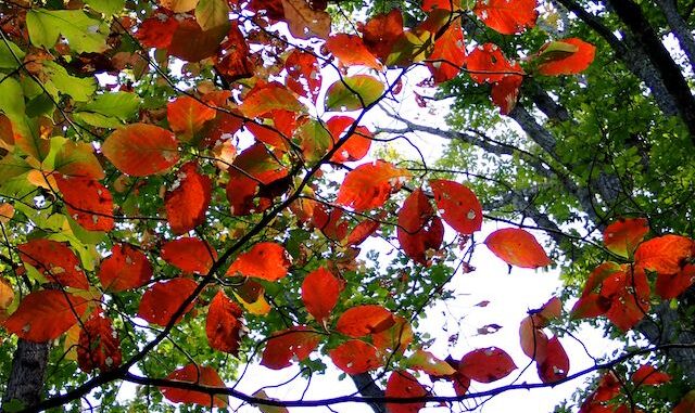 I was hoping for more fall color, but my A.T. hike was a week early. This tree is a Black Gum (Nyssa sylvatica), aka black tupelo, or sour gum. Photo taken with my new OM System Tough TG-7 pocket camera.